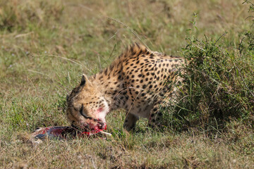 a cheetah eats a small antelope in Maasai Mara NP
