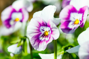 White with violet pansy flowers in the garden, close up.