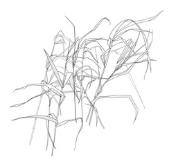 Field grasses, line drawing. Vector illustration