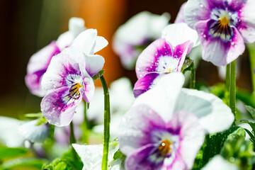 White with violet pansy flowers with raindrops in the garden, close up.