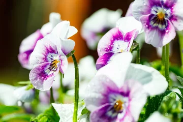 Fotobehang White with violet pansy flowers with raindrops in the garden, close up. © Elena Noeva