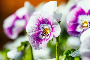  White with violet pansy flowers with raindrops in the garden, close up. © Elena Noeva