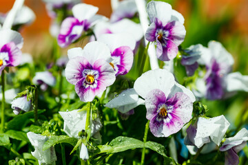 White with violet pansy flowers with raindrops in the garden, close up.