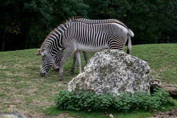 Fototapeta na wymiar zebra grazing in the meadow