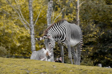 zebra observing an insect in the grass