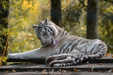 white tiger lounging in the forest n°3