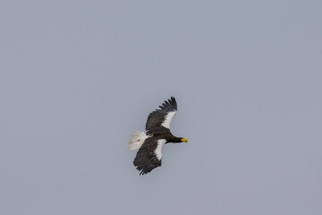 steller's eagle in flight