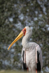 Bird enjoying the sun's rays