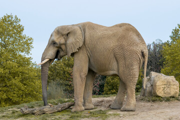 Naklejka premium elephant posing on a hill