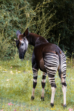 okapi sticking out it's tongue