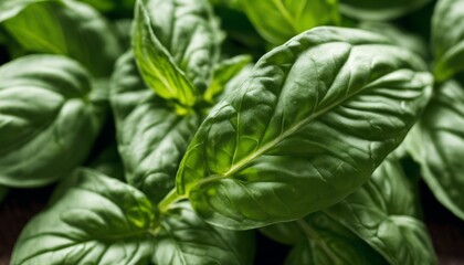 Fototapeta premium A bunch of green leaves, possibly basil, on a table