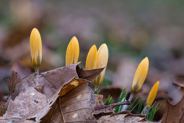Sechs gelbe Krokus Knospen wachsen unter braunen Blättern hervor. Makro nahaufnahme auf Bodennähe...