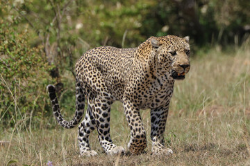 a big male leopard walks in the savannah of Maasai Mara NP