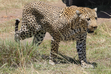 a big male leopard walks in the savannah of Maasai Mara NP