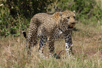 a big male leopard walks in the savannah of Maasai Mara NP