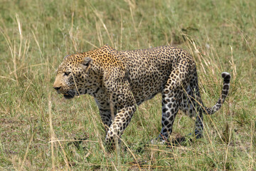 a big male leopard walks in the savannah of Maasai Mara NP