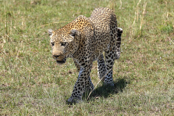 a big male leopard walks in the savannah of Maasai Mara NP