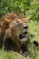 portrait picture of a big male lion in Maasai Mara NP