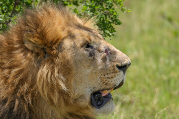 portrait picture of a big male lion in Maasai Mara NP