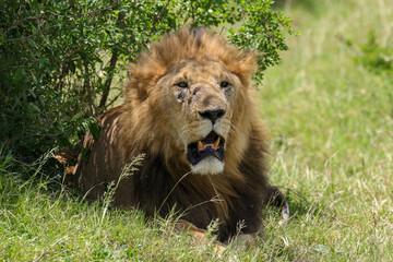 portrait picture of a big male lion in Maasai Mara NP