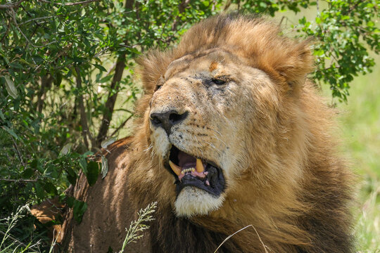 portrait picture of a big male lion in Maasai Mara NP