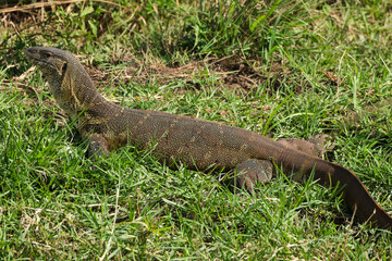 african nile monitor in Maasai Mara NP