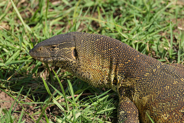 african nile monitor in Maasai Mara NP