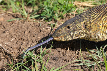 african nile monitor in Maasai Mara NP