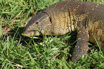 african nile monitor in Maasai Mara NP