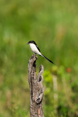 a common house martin on a branch in Maasai Mara NP
