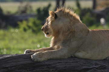 young male lion in Maasai Mara NP