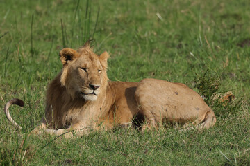 young male lion in Maasai Mara NP