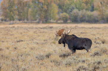 Naklejka na ściany i meble Bull Moose During the Rut in Grand Teton National Park Wyoming in Autumn