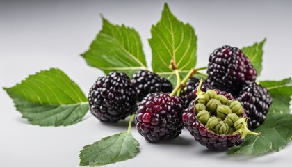 A bunch of berries on a leafy branch