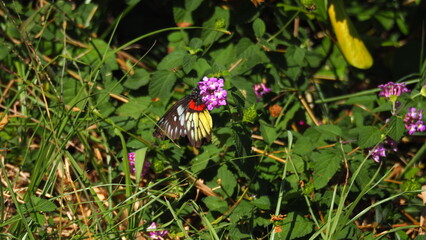 Red-base Jezebel (Delias pasithoe) butterfly feeding on purple Lantana flowers, with green leaves, branches and grass in the background