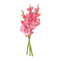 Pink gladiolus flower stems isolated on transparent background