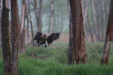 Graugans im Landeanflug