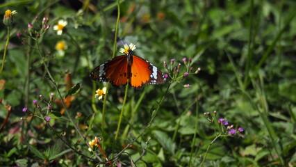 Danaus chrysippus (Plain tiger) (African Queen) (African Monarch) butterfly on daisy flower, wings spread out, in a blurred background of green leaves and branches