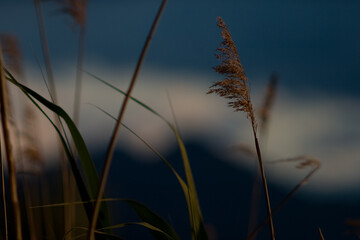 Schilf im Wind