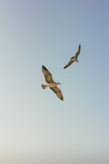 Obraz premium Soaring Seagulls in the Sky