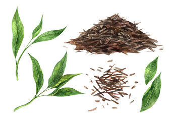 Watercolor set of fresh tea leaves and crumbly dry tea. Hand drawn illustration on isolated background, suitable for menu design, packaging, poster, website, textile, invitation, brochure, textile. © ValentinaSova
