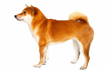isolate portrait red shiba inu on white background, For use in illustrations, Background image or copy space.