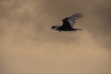 Vulture in flight in the sky of Miami Florida, USA