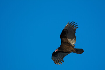 Vulture in flight in the sky of Miami Florida, USA
