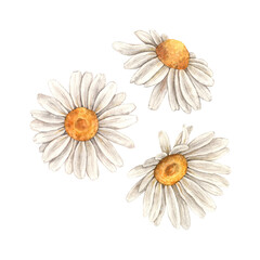Watercolor composition of beautiful daisies close-up. Illustration is hand drawn, suitable for menu design, packaging, poster, website, textile, invitation, brochure, textile.