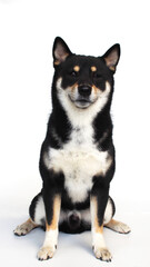 isolate portrait black and tan shiba inu on white background, For use in illustrations, Background image or copy space.