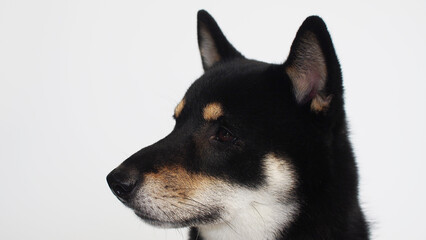 isolate portrait black and tan shiba inu on white background, For use in illustrations, Background image or copy space.