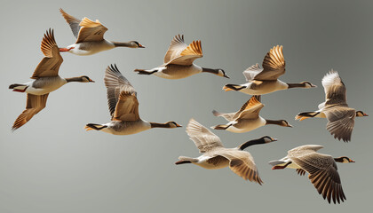 A flock of ducks flying on a gray background.
