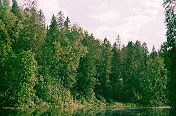 Summer green forest on the lake shore - film photography 