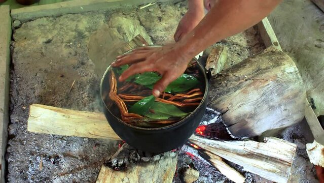 Making Ayawaska in the Ecuadorian Rainforest. The ingredients needed to make ayavasca are boiled in a cauldron on the hearth of the indigenous people of Ecuador. High quality FullHD footage